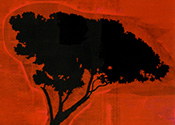 ROMA TREE 7